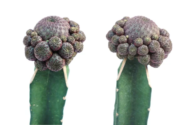 Kaktus Succulent Plant Izolowany Białym Tle — Zdjęcie stockowe