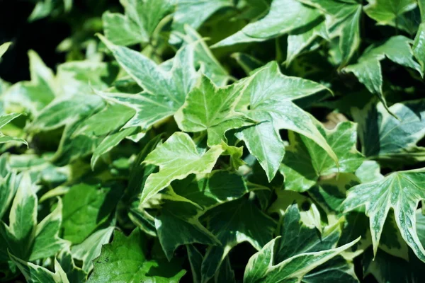 Hedera Helix Залишає Плющем Зелені Рослини Фону — стокове фото