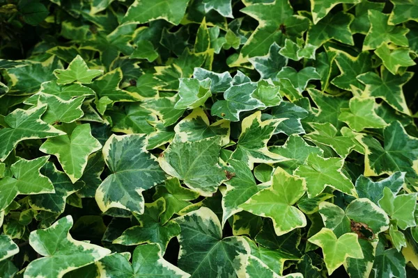 Hedera Helix Bladeren Klimop Groene Planten Achtergrond — Stockfoto