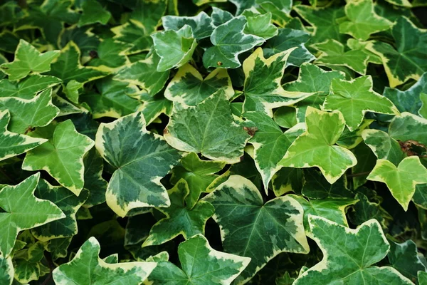 Hedera Helix Bladeren Klimop Groene Planten Achtergrond — Stockfoto