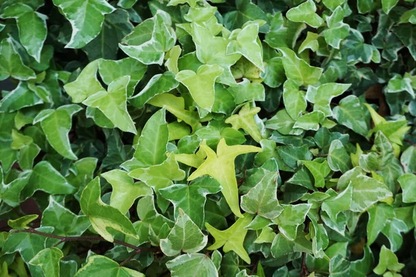 Hedera Helix Φύλλα Κισσού Πράσινο Φυτά Φόντο — Φωτογραφία Αρχείου