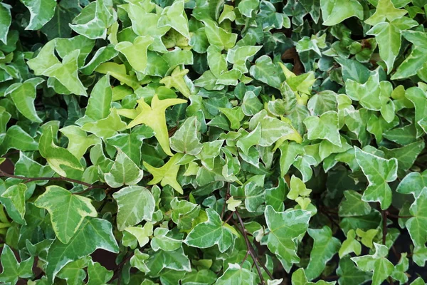 Hedera Helix Bladeren Klimop Groene Planten Achtergrond — Stockfoto