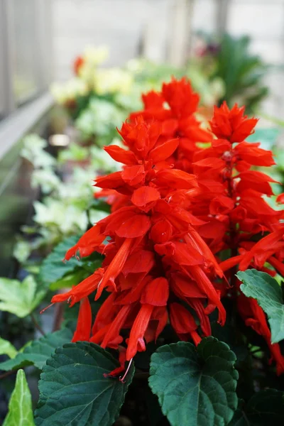 Röd Salvia Splendens Blomma Blommande — Stockfoto