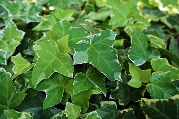 Hedera Helix Daun Ivy Hijau Tanaman Latar — Stok Foto