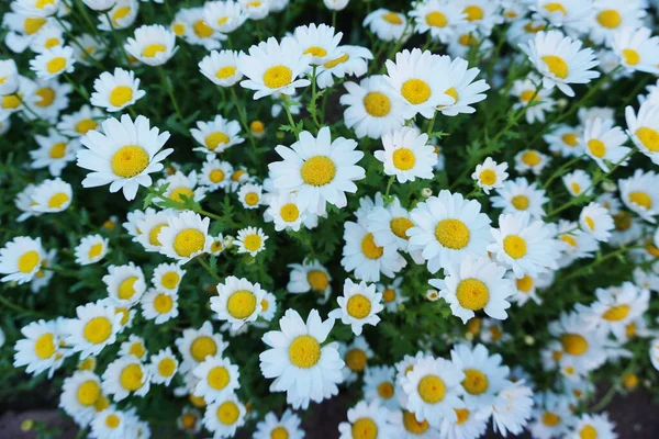 Vit Daisy Blomma Äng Våren Och Sommaren Natur Bakgrund — Stockfoto