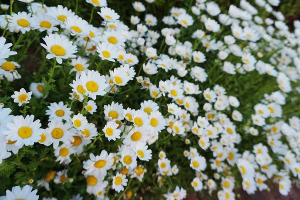 Witte Daisy Bloemenweide Lente Zomer Natuur Achtergrond — Stockfoto