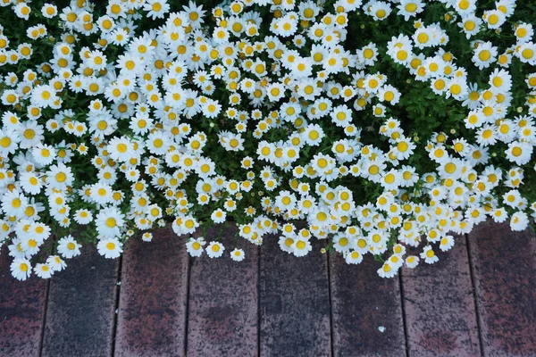 白色菊花草甸春夏自然背景 — 图库照片