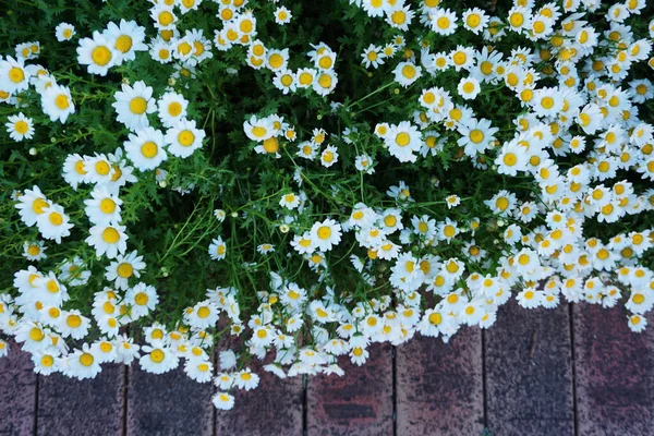 White Daisy Flower Padang Rumput Musim Semi Dan Latar Belakang — Stok Foto