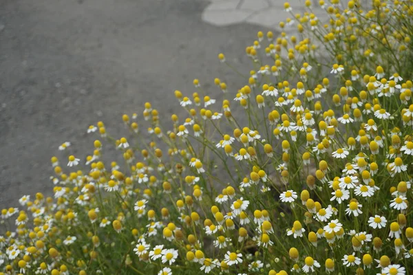 Witte Daisy Bloemenweide Lente Zomer Natuur Achtergrond — Stockfoto