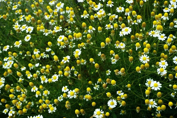 Witte Daisy Bloemenweide Lente Zomer Natuur Achtergrond — Stockfoto