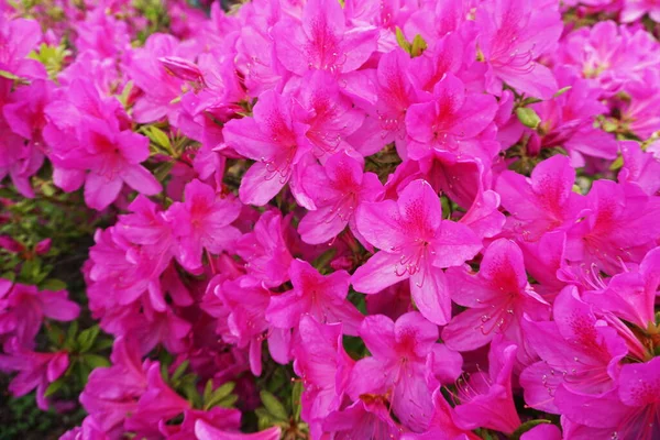 Azalea Blommor Bukett Blom Blommande Natur Bakgrund — Stockfoto