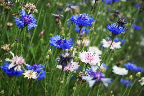 Blauwe Korenbloemen Bloeiende Bloeiende Bloem Achtergrond — Stockfoto