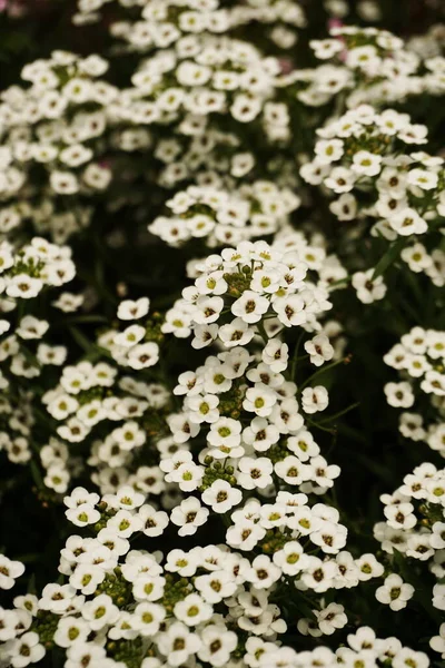 Édes Alyssum Fehér Virágok Háttér — Stock Fotó