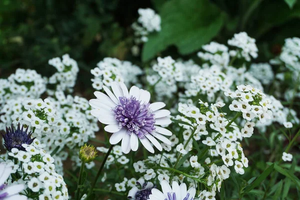 Zoete Alyssum Witte Bloemen Achtergrond — Stockfoto