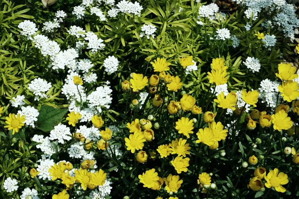 Kleine Witte Gele Bloem Groen Blad Achtergrond — Stockfoto