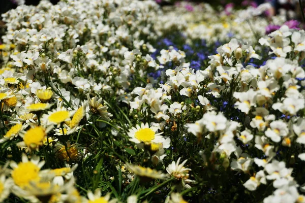 白と黄色の小花と緑の葉の背景 — ストック写真