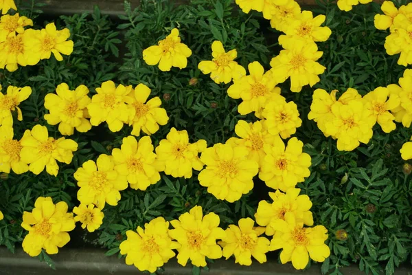 Bloeiend Gele Goudsbloem Bloemen Met Groen Verlof Achtergrond — Stockfoto