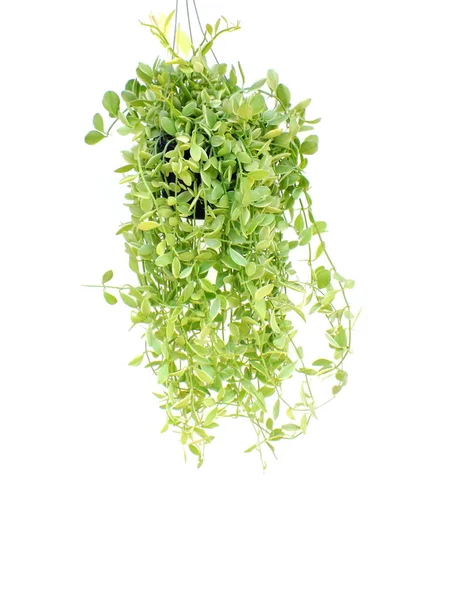 Green House Ivy Plant Hanging Flower Pot Isolated White Background — Stock Photo, Image