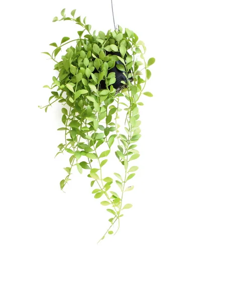 Green house ivy plant Hanging in flower pot isolated on white background