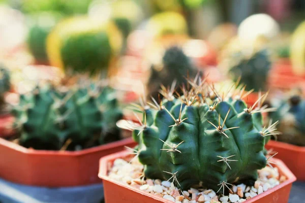 Close Green Cactus Succulent Small Plant Home Garden — Stock Photo, Image