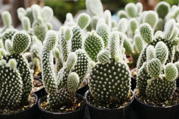 Close Green Cactus Succulent Small Plant Home Garden — Stock Photo, Image