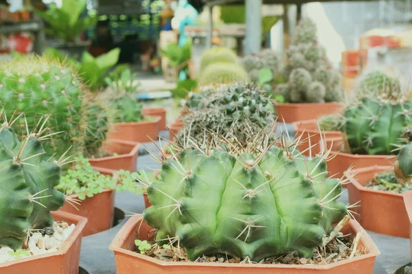 Close Green Cactus Succulent Small Plant Home Garden — Stock Photo, Image