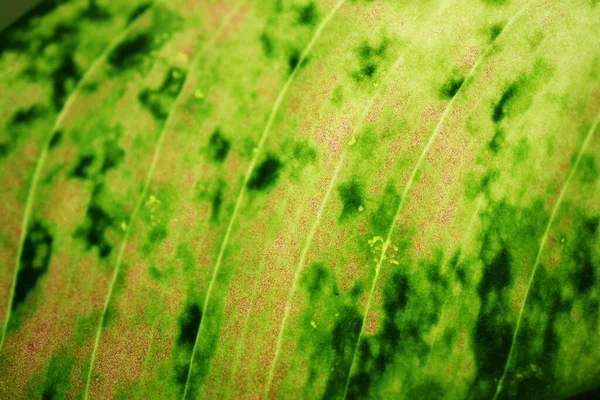 Primer Plano Del Fondo Naturaleza Hoja Verde —  Fotos de Stock