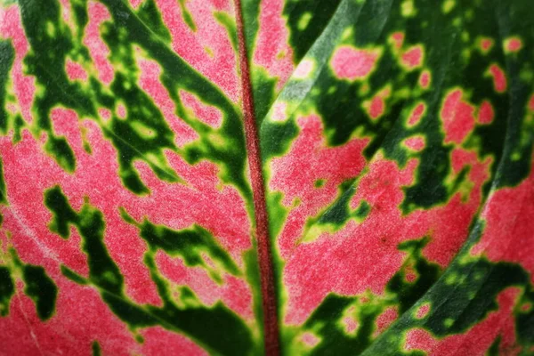 Κοντινό Πλαίσιο Πράσινου Φύλλου Φύση Φόντο — Φωτογραφία Αρχείου