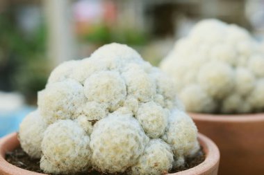 Yeşil Kaktüs Sulu Küçük Bitki Bahçesi