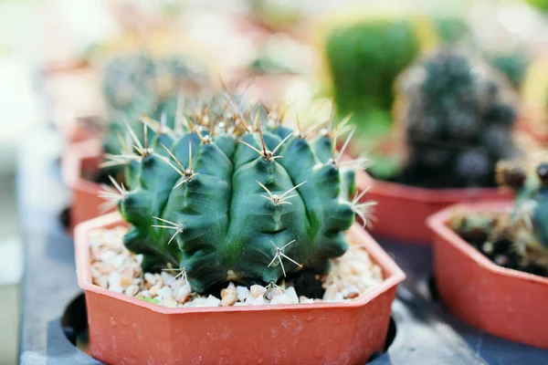 Cactus Verde Succulento Piccolo Giardino Domestico Della Pianta — Foto Stock