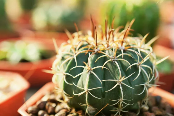 Zelený Kaktus Šťavnaté Malé Rostliny Domácí Zahrada — Stock fotografie