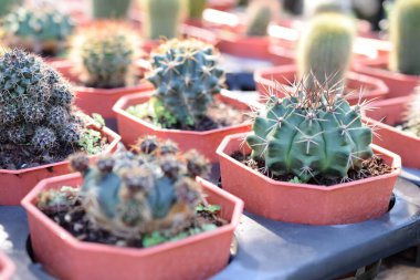 Yeşil Kaktüs Sulu Küçük Bitki Bahçesi