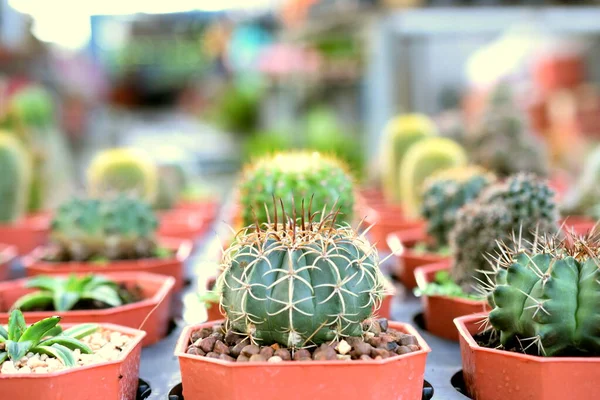 Grüner Kaktus Sukkulente Kleine Pflanze Hausgarten — Stockfoto