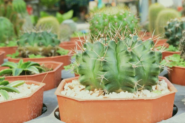 Green Cactus Succulent Small Plant Home Garden — Stock Photo, Image