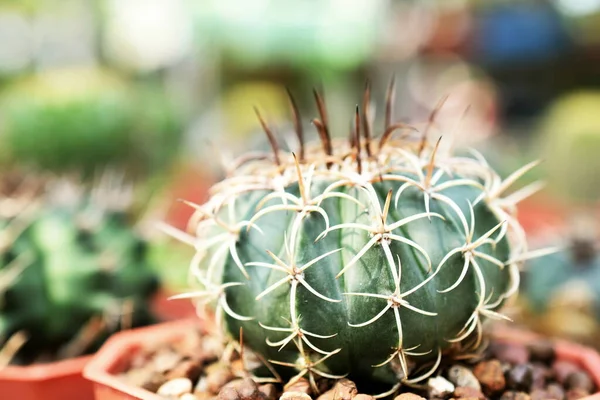 Green Cactus Succulent Small Plant Home Garden — Stock Photo, Image