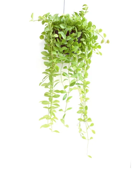 Groene Plant Hangende Geïsoleerd Witte Achtergrond — Stockfoto