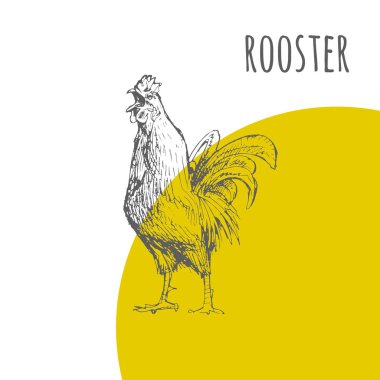 Horoz horoz vektör izole kroki. Yeni yıl sembolü