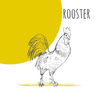 Horoz horoz vektör izole kroki. Yeni yıl sembolü