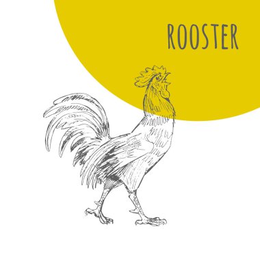 Horoz horoz vektör izole kroki. Yeni yıl sembolü