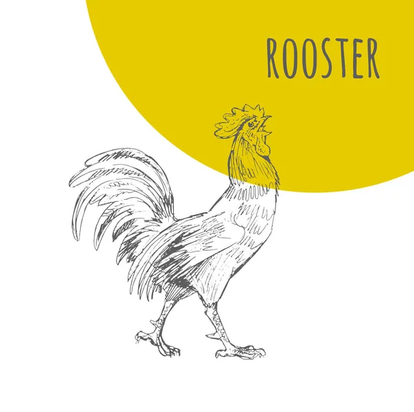 Horoz horoz vektör izole kroki. Yeni yıl sembolü