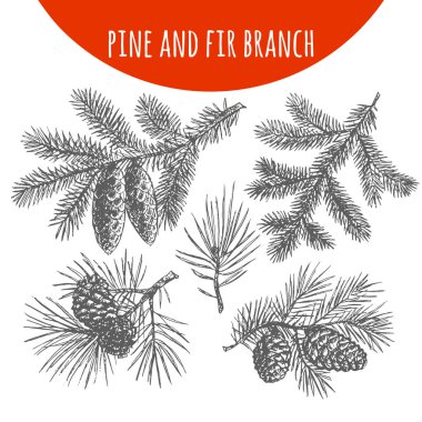 Noel çam, köknar ağaç dalları ve koniler sketch vektör