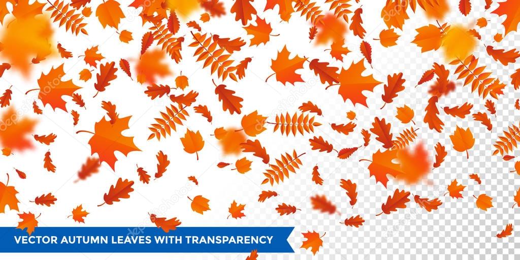 Autumn falling leaves pattern transparent background maple, oak, birch, cestnut leaf fall