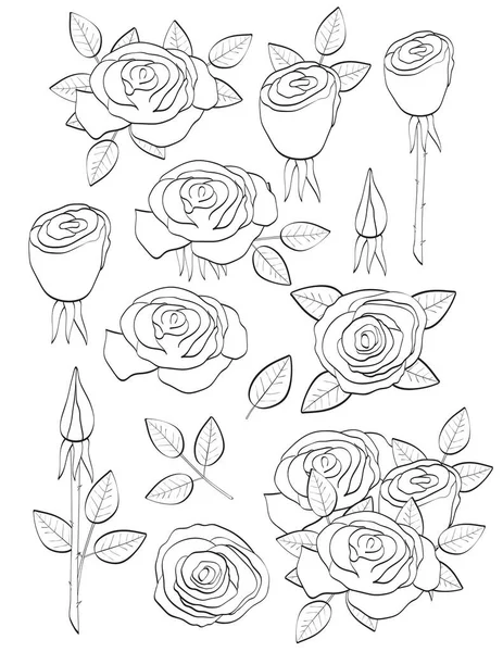 Roses Coloriage Illustration Vectorielle — Image vectorielle