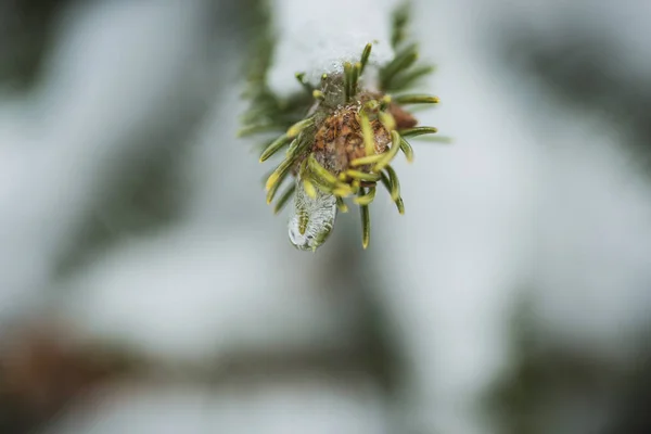 Bir Noel ağacı dalı