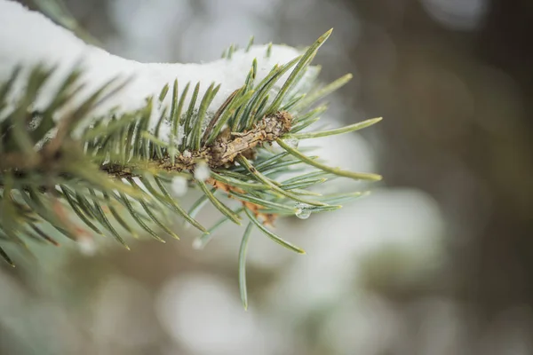 Bir Noel ağacı dalı