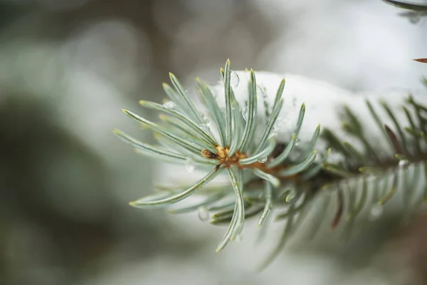 Bir Noel ağacı dalı