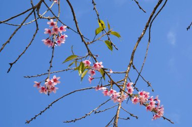Mavi gökyüzü tarihinde kirazlı kayısı