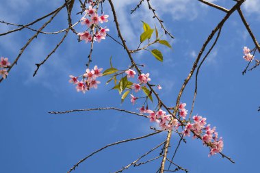 Mavi gökyüzü tarihinde kirazlı kayısı