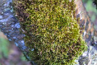 gövde üzerinde yeşil yosun