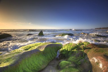 kayalar ve Co Thach Plajı'nda sabah yosun